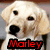 Static image of a light-colored dog with red text overlays reading 'World's', 'Marley', 'Worst', and 'Dog' on black background.