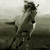 A grayscale animated icon shows a horse rearing on its hind legs against a misty background, with three horizontal text bars appearing sequentially below.