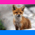 A static image shows three animals above text reading LOVE ANIMALS DONT WEAR THEM.