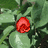 Four red roses with green leaves in a , each rose showing different bloom stages from bud to fully open