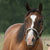 A horse with a white blaze on its face stands against a blurred green background, next to bold text reading "Valcon" in pixelated letters.