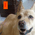 A static image of a dog with text blocks arranged around it, displaying 'I LOVE THIS DOG' in colored lettering.