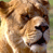 A contact sheet of two lion faces on the left and a blue background with "CoolBuddy.com" text on the right, arranged in a 2x2 grid layout.