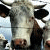 A pixelated animated buddy icon featuring a cow's face on the left and blue text reading "eat more chicken" on the right, displayed as two frames in a contact sheet layout.