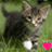 kitten images with pink heart symbols changing color across frames