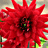 A 48x48 pixel animated buddy icon featuring a red flower with spiky petals on the left frame and repeated gray '8' symbols on a light green background on the right frame, displayed as a contact sheet.