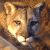 Pixelated cougar face with brown and tan fur, green text reading 'Original Icons .com' on dark background.