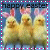 Animated Easter-themed buddy icon featuring yellow chicks with pink bunny ears in a contact sheet layout of seven frames showing subtle animation changes.