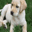 Two dogs stand side-by-side on green grass; one holds a red object in its mouth.