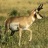 Pixelated static image of a light brown antelope with dark markings standing in grassy terrain.