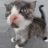 A four- of a gray and white kitten with blue eyes, showing sequential facial expressions and text labels