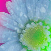 A close-up of a flower with light blue petals and a green-yellow center, set against a bright pink background.