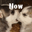 A four- shows a cat eating with text overlays reading 'Now', 'you're', and 'quiet'