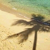 Static beach scene with palm tree shadow on sand, turquoise water, and gentle waves at shoreline.