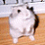 A pixelated image of a white mouse on a wooden floor next to pink text reading "Mice are Nice!" with black paw prints.