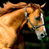 Animated contact sheet showing two frames of a horse icon with