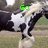 Animated sequence of a black-and-white spotted horse in mid-gallop with green text overlays changing from 'Go' to 'Shakespeare' to 'Go!!!!!'