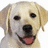 Pixelated close-up of a light-colored dog's face with dark eyes, black nose, and pink tongue visible in an open mouth.