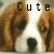 A dog's face with brown and white fur appears in , each showing slight variations in the word "Cute" above it