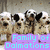 Animated sequence of Dalmatian dogs in a with text overlays changing color across frames
