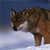 Animals icons for AIM, MSN, MySpace and Yahoo