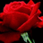 Red roses with green stems on black background, white text overlay reading "love me for who I am not for who you want me to be...".