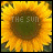 A sunflower with yellow petals and a dark brown center displays changing text and color variations