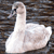 A white swan with a curved neck and black eye stands against a dark, pixelated background with horizontal stripes.