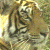 A pixelated tiger's face on the left, with green text 'Original Icons .com' on a dark green background to the right.