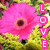 A pixelated pink flower with a dark center and yellow-green background, featuring vertical text reading LOVE in white letters on pink blocks.