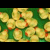 Animated sequence of yellow rubber duckies in various scenes: green background with scattered ducks, two ducks wearing blue hats kissing on light gray, and multiple ducks floating on dark blue water.