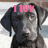 A dog's face with pink text overlays reading 'I lov', 'my baybe', and 'boy' across different frames.