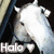 A white horse's head appears in multiple views with text 'Halo' and a heart symbol on the left side.