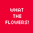 Four variations of a red background with white text "WHAT THE FLOWERS!" and green rectangular bars covering different parts of the text.