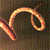 Animated orange-brown curved line on dark background, transitioning from multiple loops to a single loop with a straight segment.