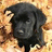 A pixelated image of a dark-furred dog with light eyes and nose, positioned against a warm-toned background.