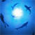 A pixelated blue-toned image shows four dark blue fish swimming in a circular pattern around a bright white light source against a gradient blue background.