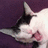 A black-and-white cat with pink nose and mouth appears in three against a purple background, showing slight head movement