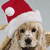 Holiday icons for AIM, MSN, MySpace and Yahoo