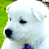 Animated contact sheet showing a white puppy with black nose and purple collar on green grass, alongside diagonal text "CoolBuddy.com" on teal background in top-right frame.