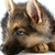 Pixelated close-up of a dog's face with upright ears, blue eyes, and brown and black fur, set against a white background.