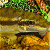 A pixelated image of a fish swimming in water with green foliage above, next to text reading 'Original Icons .com' on a dark background.