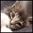 iconhell_emounderstatemnt_icon_kittypredator