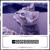 A static image of a tabby cat with blue eyes looking upward, positioned above a white rectangular label with text.