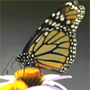 A monarch butterfly with orange and black wings perched on a yellow and white flower, viewed from a low angle against a gray background.