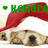 A pixelated dog wearing a red Santa hat with green text above and below the dog's head.