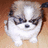 Pixelated image of a small dog with white and brown fur standing on light wood flooring, next to black text reading "This is Fluffy...... Destroyer of WORLDS!".