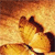 Animals icons for AIM, MSN, MySpace and Yahoo