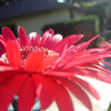 A close-up of a red flower with long, pointed petals and a yellow center, set against a blurred background.