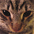A 50x50 pixel buddy icon split into two sections: a close-up of a cat's face on the left and green text reading "Original Icons .com" on a dark green background on the right.